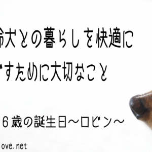 老犬のてんかん末期を迎えた時にしてあげられること ロキロビのだいすき