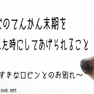 老犬のてんかん